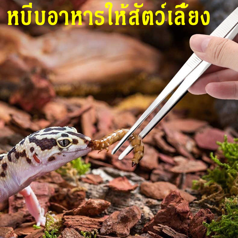 ฟอร์เซป ที่คีบฟอเซปสเเตนเลส ปากคีบ คีมหนีบ ที่คีบอาหาร 14ซม ปากตรง ปากงอ
