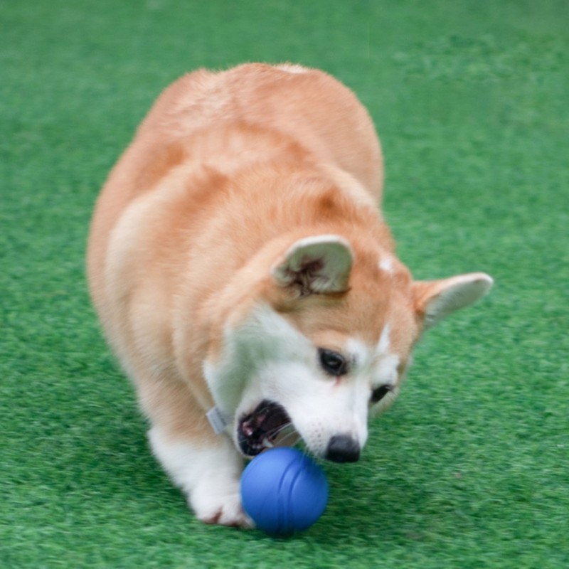 Mya สุนัข Bouncy ของเล่น Bouncy ของเล่นทําความสะอาดฟันสําหรับสุนัขยางทนทาน