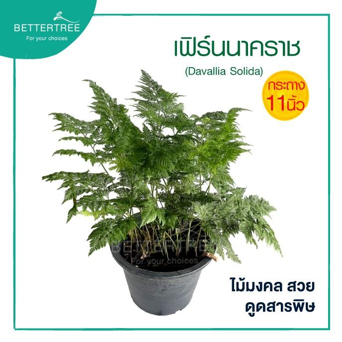 เฟิร์นนาคราช (กระถาง 11 นิ้ว) ไม้มงคล ต้นไม้ฟอกอากาศ