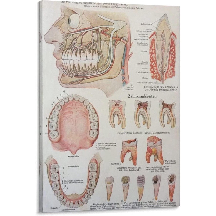 1 Piece Poster Dental Clinic Wall Decoration Poster Retro Poster s German Anatomy Facial Anatomy Den