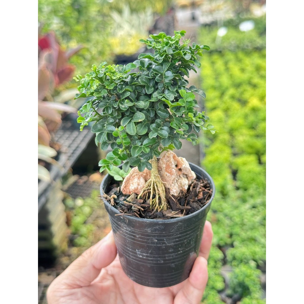 มุมมอง 3