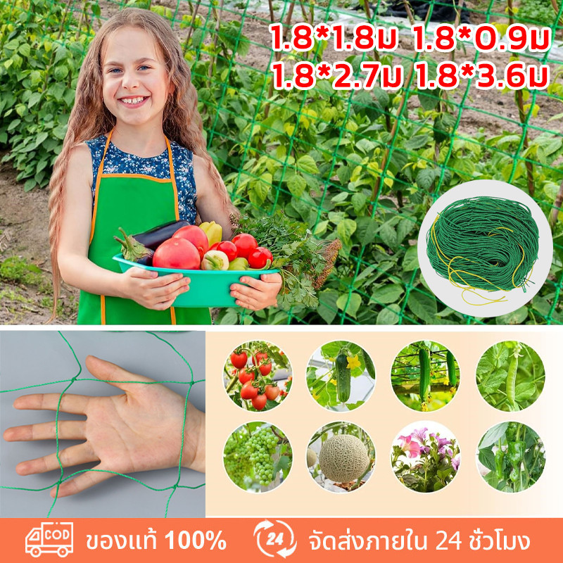 Benmax ตาข่ายปลูกผักไม้เลื้อย ตาข่ายไนลอน ค้างปลูกผัก อวนปลูกผัก  ขนาด 1.8x1.8/1.8x2.7/1.8x3.6 เมตร

<p>“><center></p>
<h4></h4>
<p><p><font color=