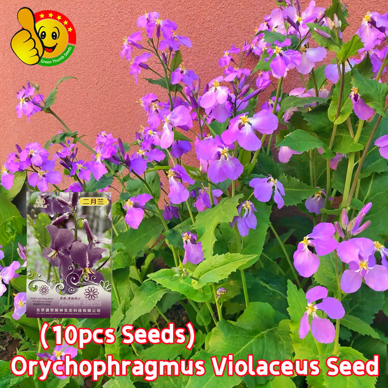 ปลูกง่าย ปลูกได้ทั่วไทย (10 เมล็ด/ซอง) กล้วยไม้ เมล็ดดอกไม้ Orychophragmus Violaceus Seeds ดอกไม้ เม