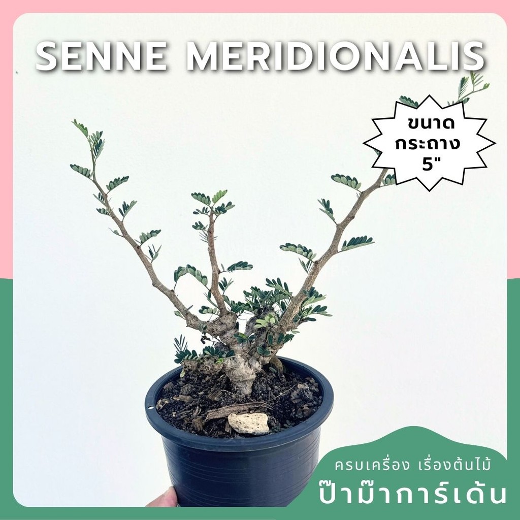 Senna meridionalis กระถาง 5 นิ้ว