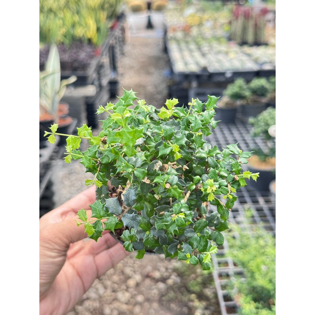 มุมมอง 5