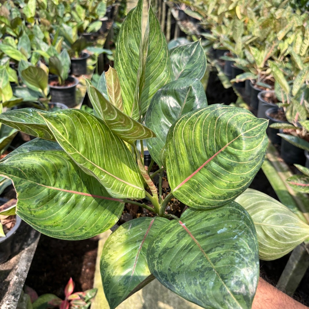 มุมมอง 7