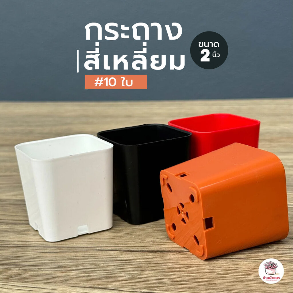 [ 10 ใบ ] กระถาง 2 นิ้ว [ สี่เหลี่ยม ] แคคตัส กระบองเพชร ไม้อวบน้ำ Cactus&Succulent