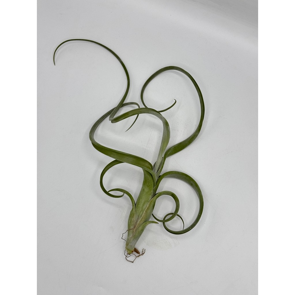 มุมมอง 2