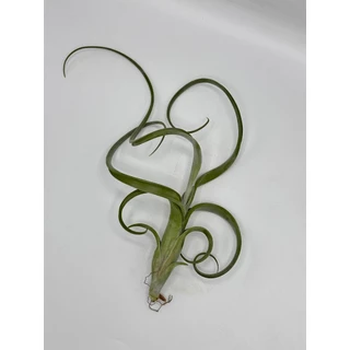 Tillandsia Intermedia ทิลแลนเซีย