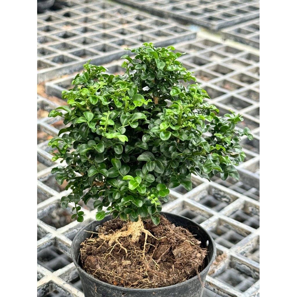 มุมมอง 7