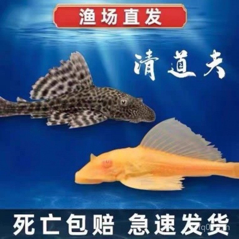 กินปลาขยะปลาสาหร่าย Scavenger สตูลทําความสะอาดปลาปลาสวยงาม Queen เช็ดกระจกลบ Dafan Daily Scavenger ส