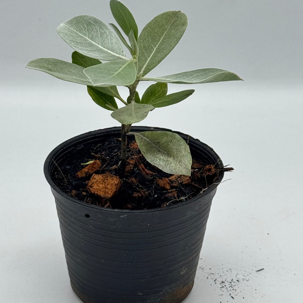 มุมมอง 4