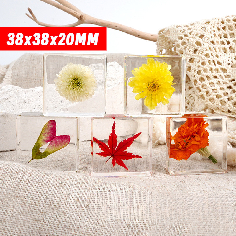 3.8cm Real Plant Herbal Resin Four-Leaf Clover Hydrangea Maple Leaf Grain Seed Flower Specimen Children Teaching Props NRBK
