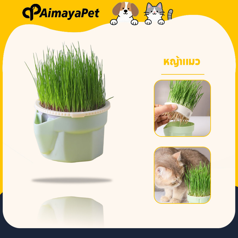 AimayaPet หญ้าแมว ต้นข้าวสาลีแมว ชุดปลูกข้าวสาลี เสริมสร้างภูมิคุ้มกัน ปลูกง่าย โตไว(แถมเมล็ด4ซอง)