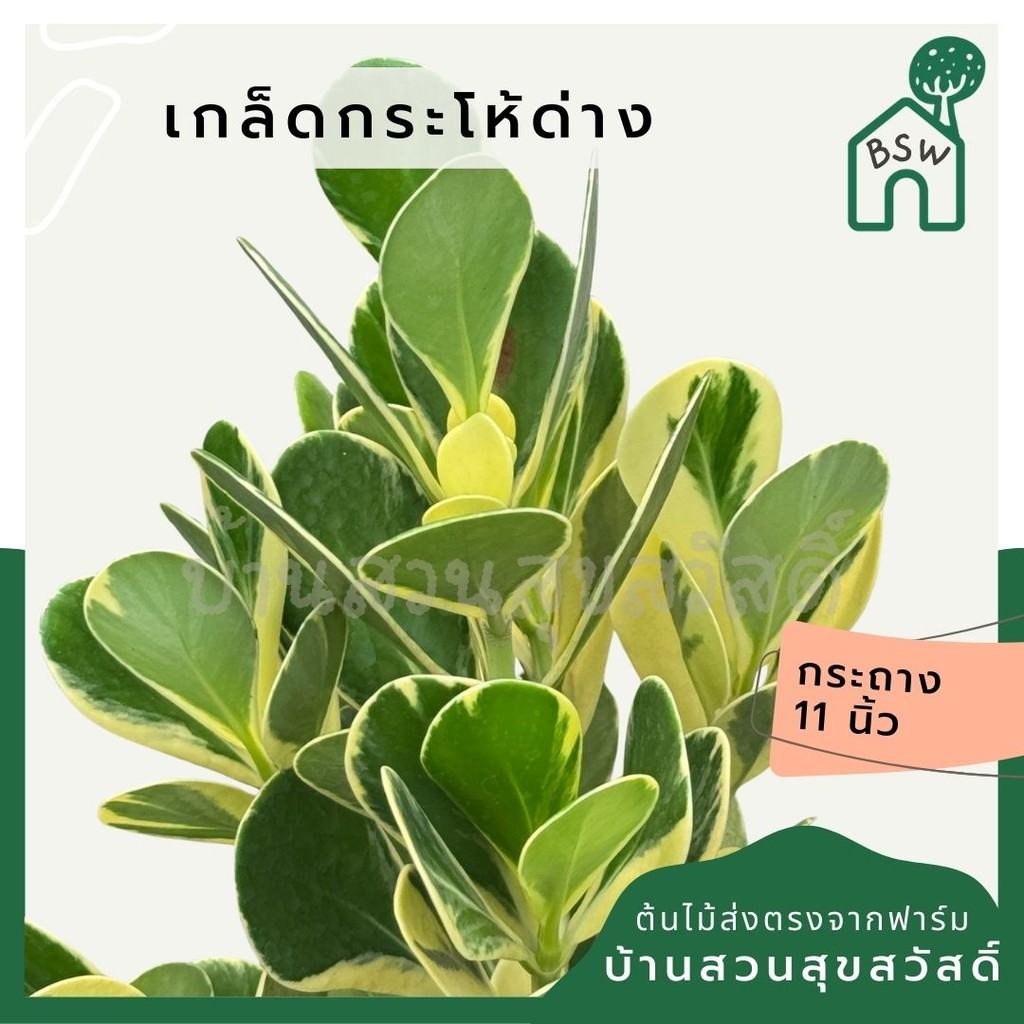 มุมมอง 2