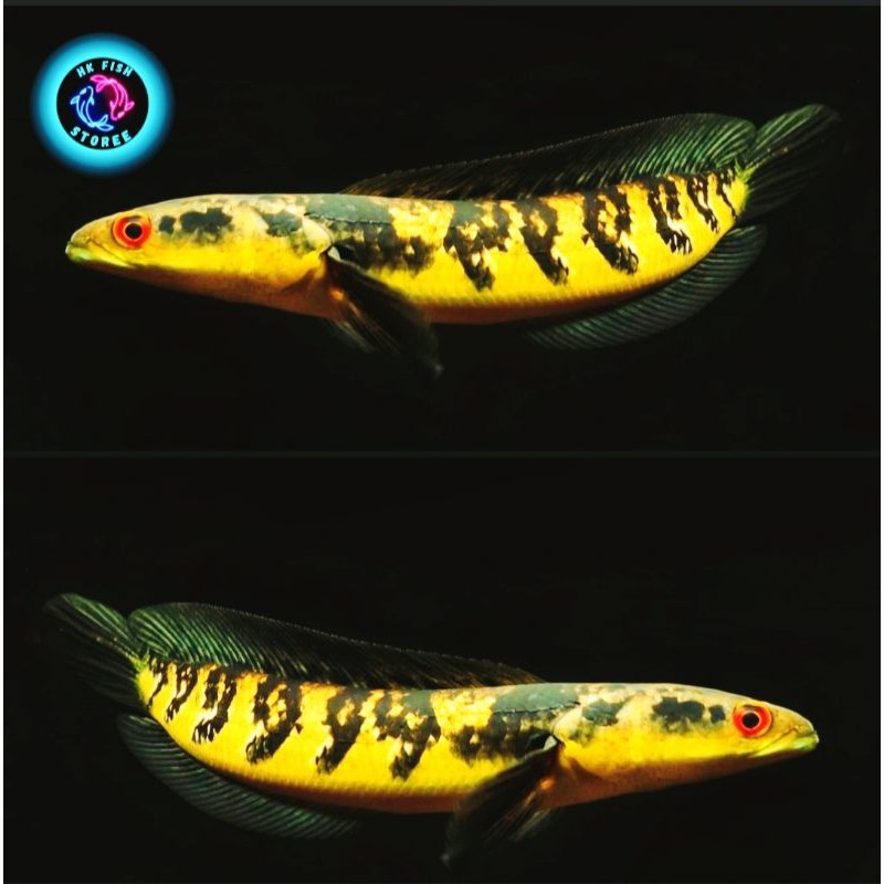 Maru Ys Hobby (symbol) คัดแยกจากวัสดุ Progress