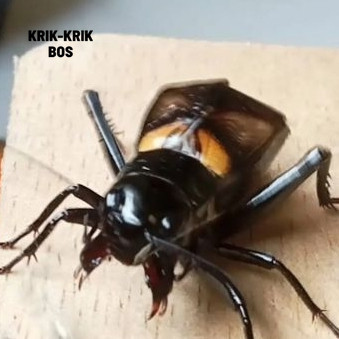 (ALLR15) แพคเกจ 15 - 30 CRICKETS NECKLACES BONUS BAMBOO CAGES, JALITENG CRICKETS, JRABANG CRICKETS, 