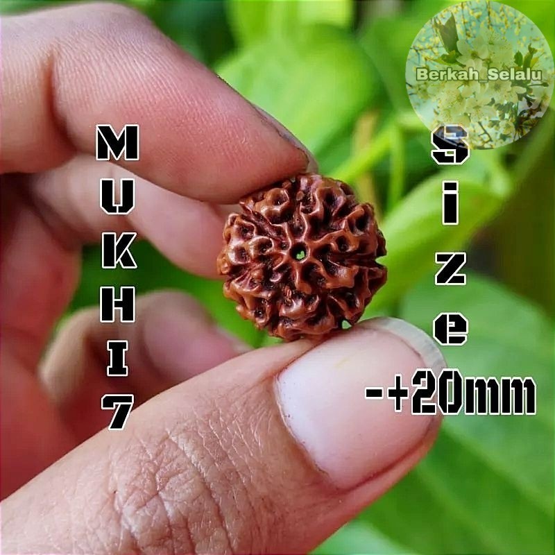 Rudraksha Jenitri Mukhi 7 Or Line 7 Size -2+20Mm Berkah_Alway