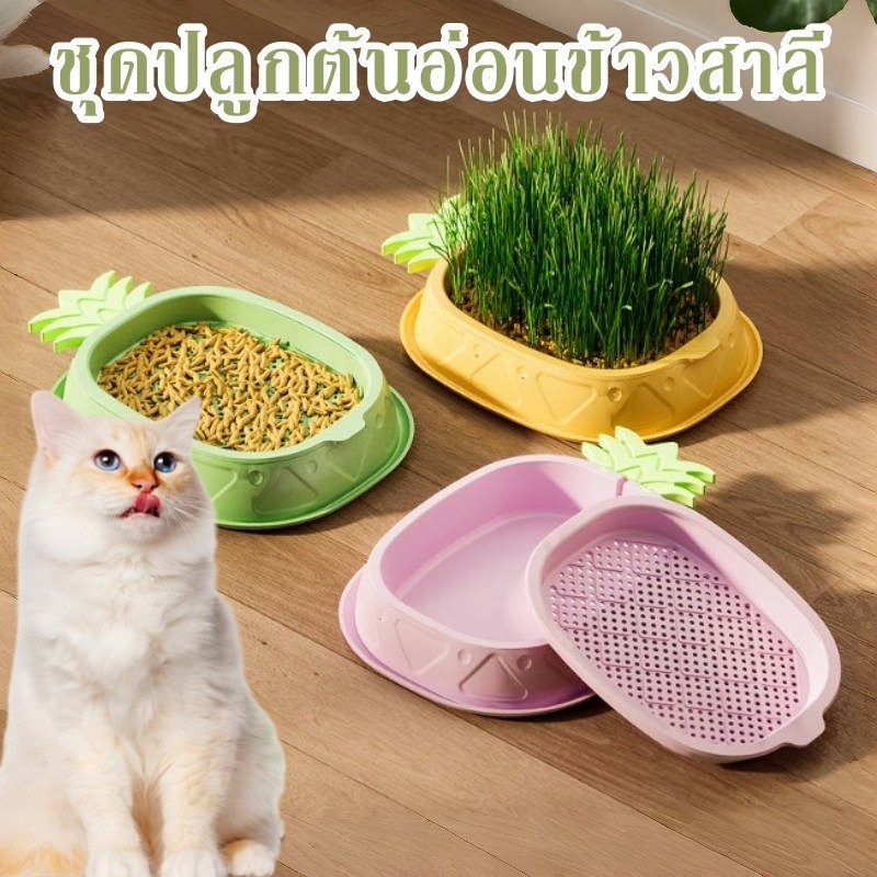ชุดปลูกหญ้าแมว หญ้าแมวออแกนิก เมล็ดข้าวสาลี ถาดเพาะต้นอ่อน ถาดปลูกข้าวสาลี ข้าวสาลีแมว ถาดปลูกข้าว