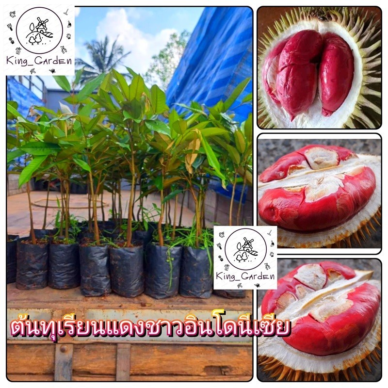 3ต้นทุเรียนแดงชาวอินโดนีเซีย เจริญเติบโตและผลผลิตมั่นคง ต้นกล้าเสียบยอด ความสูง 60-80 ซม
