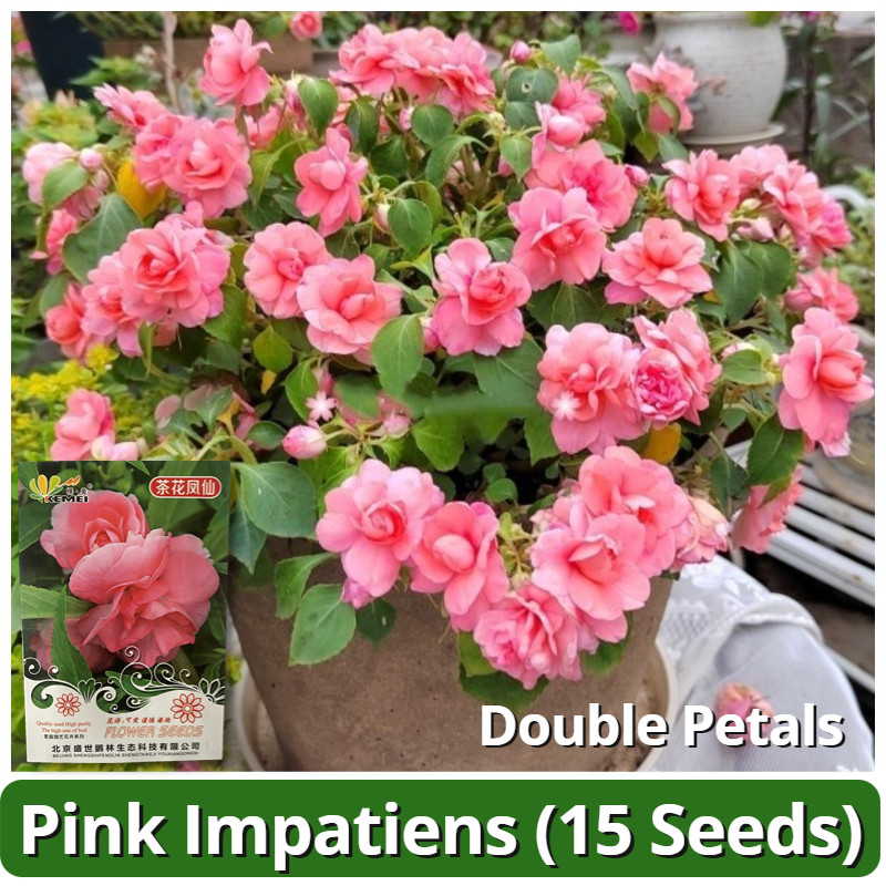 เมล็ดพันธุ์ ดอกเทียนฝรั่ง ดอกสีชมพู บรรจุ 15 เมล็ด Pink Impatiens Flower Seeds ดอกเทียนไทย กลีบดอกคู
