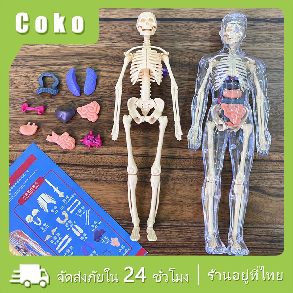 28ซม.ตัวต่อโมเดลโครงกระดูกร่างกายมนุษย์ ของเล่นเพื่อการศึกษา สําหรับเด็กผู้ชาย และเด็กผู้หญิง