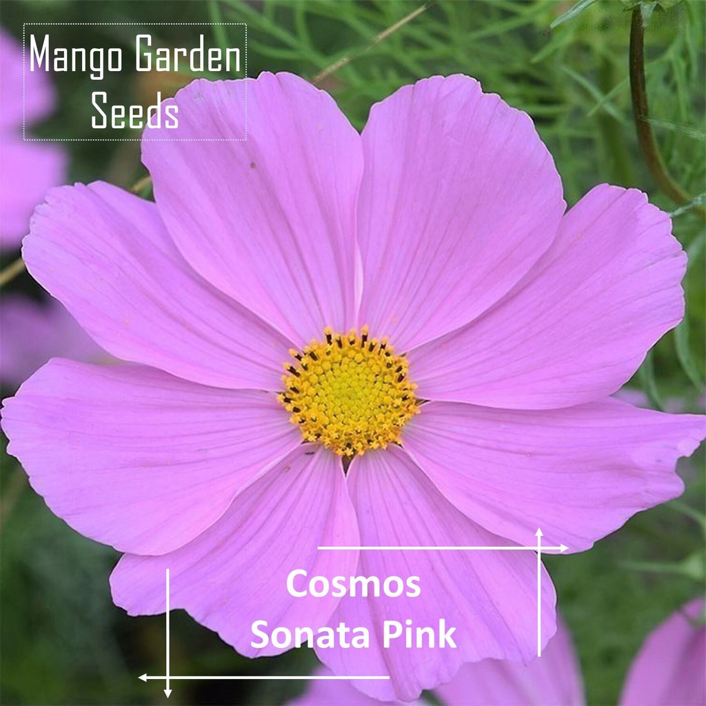 SG EASYPink Sonata Cosmos Flower Seeds - 100 เมล็ด *กระถางที่เป็นมิตร* ดอกไม้ขนาดใหญ่ Cosmos เมล็ดดอ