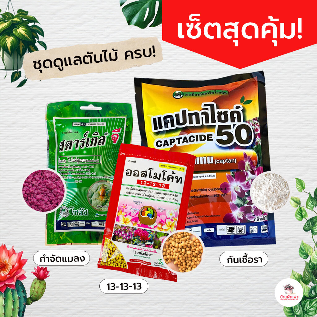 เซตสุดคุ้ม!! สตาร์เกิลจี แคปเทน ออสโมโค้ท ไม้อวบน้ำ กุหลาบหิน แคคตัส กระบองเพชร cactus&succulent