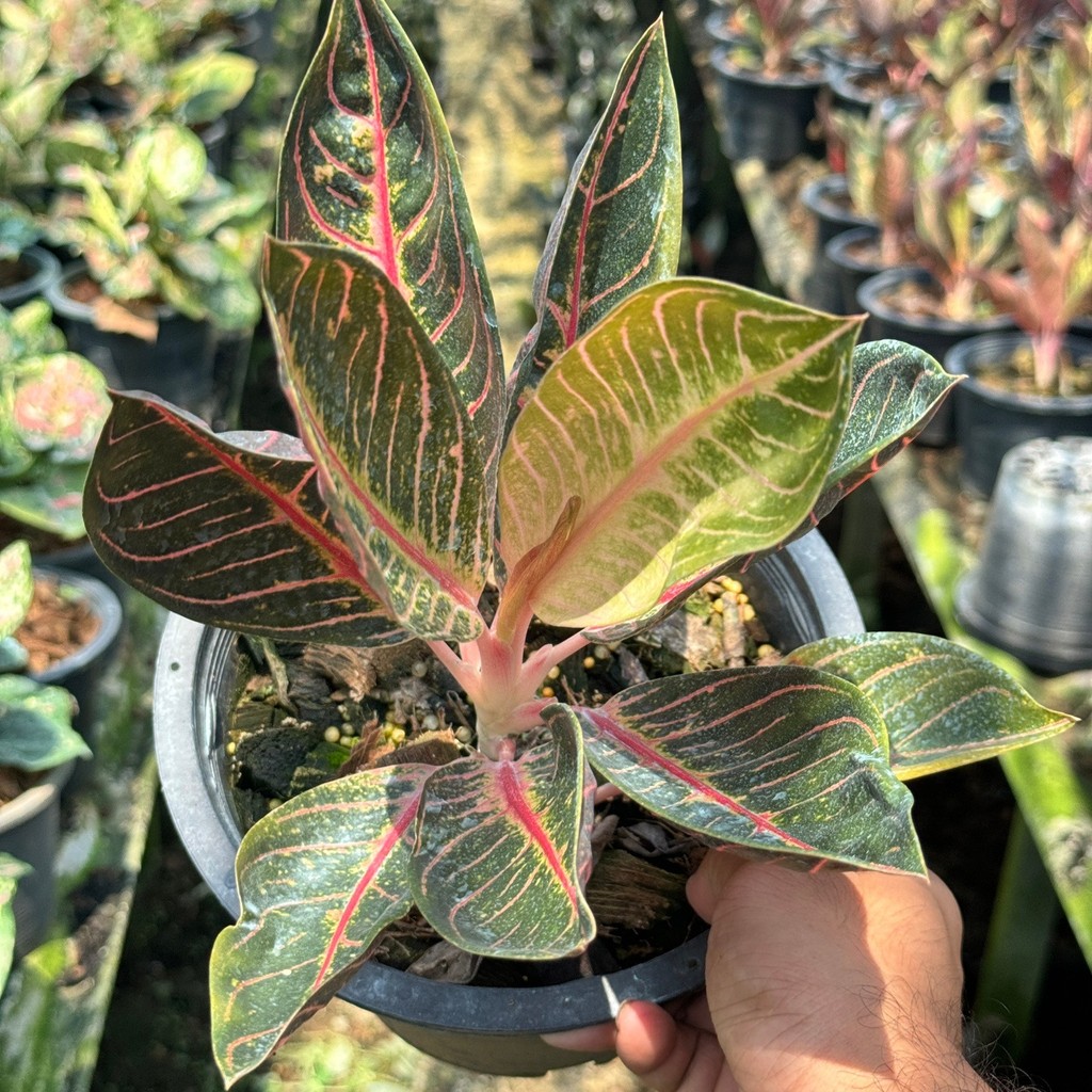 มุมมอง 4