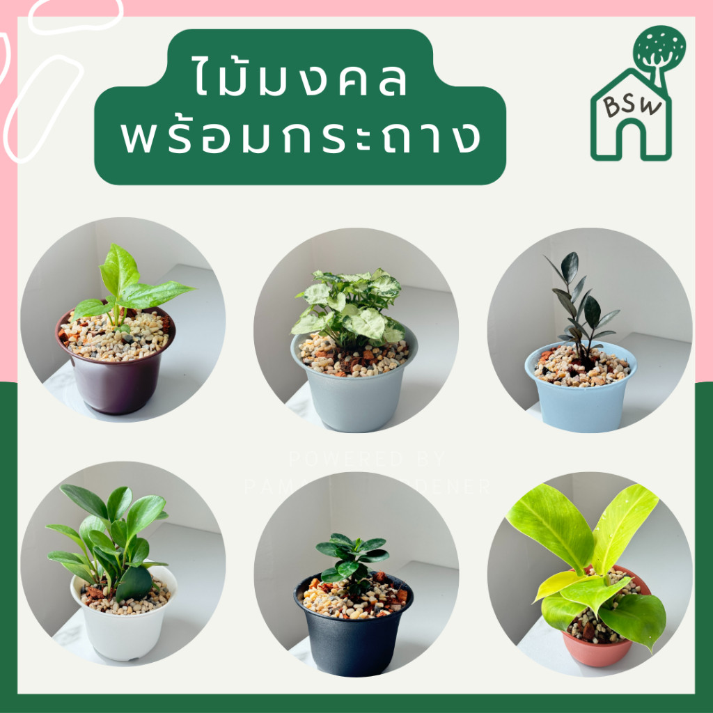 ต้นไม้มงคล พร้อมกระถางปากจีน  ตั้งบนโต๊ะทำงาน ต้นไม้มินิมอล ฟอกอากาศได้