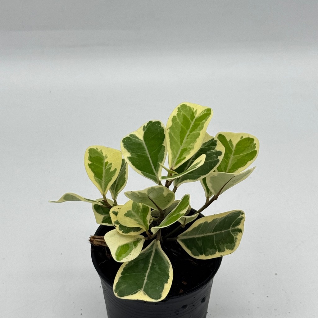 มุมมอง 4