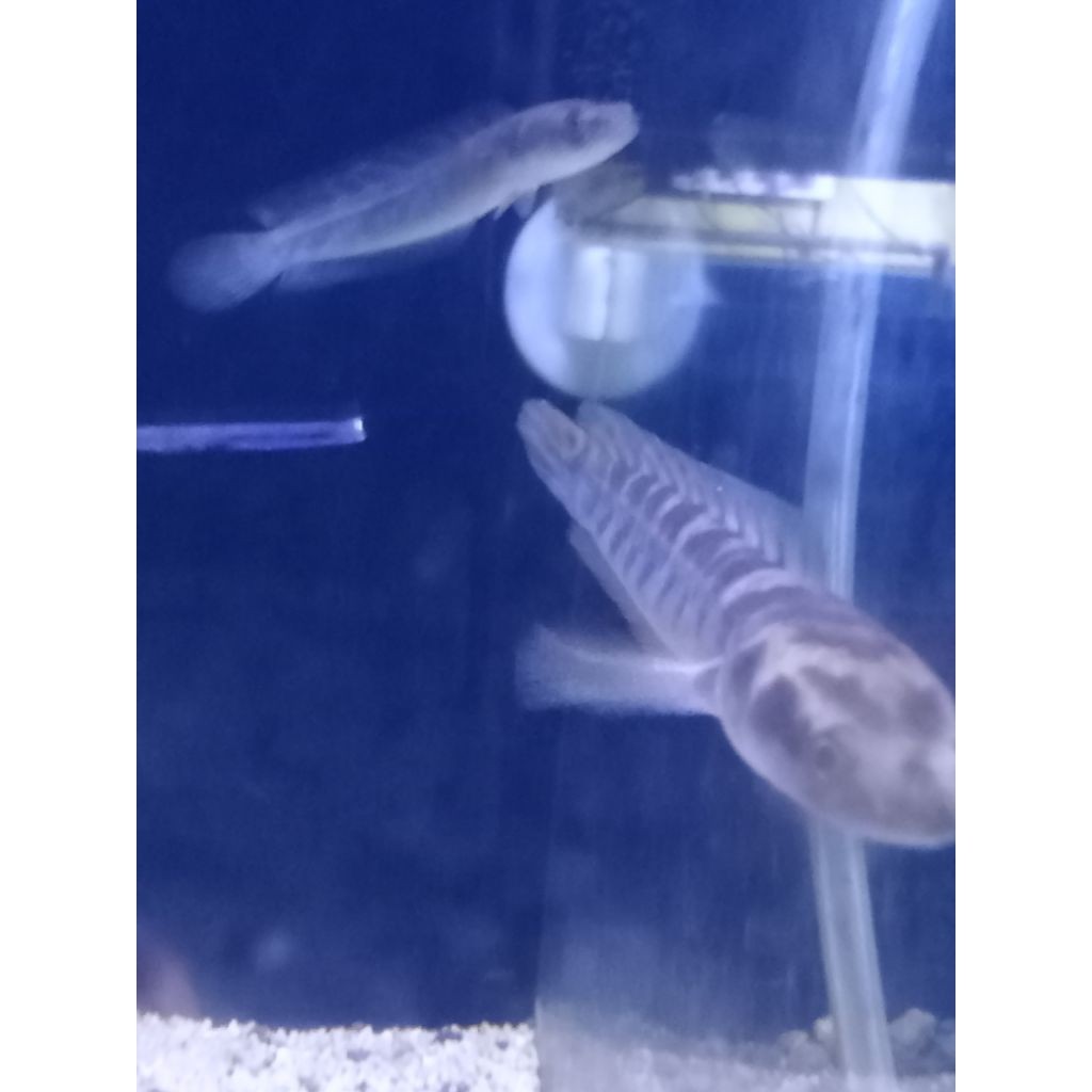 Hobby chana maru ys*