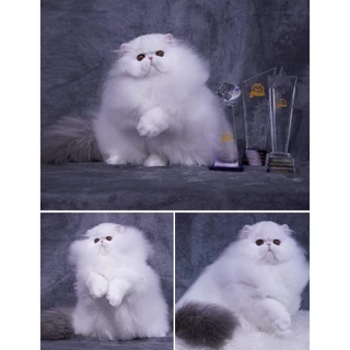 Pinkpawpal แชมพูสูตรขนนุ่มสว่างสดใส (Pinkpawpal Whitening & Silky Shampoo )