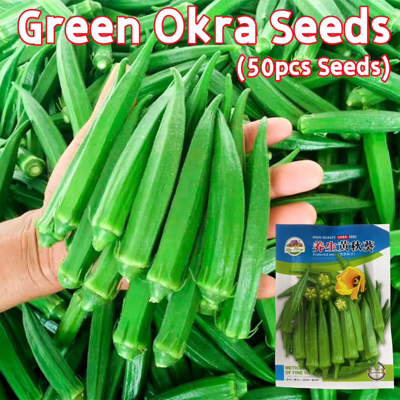 50 เมล็ด เมล็ดพันธุ์กระเจี๊ยบ งอกง่าย ปลูกได้ทั้งปี Green Okra Seeds for Sale F1 Smooth Green Variet