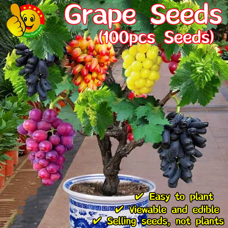 100 เมล็ด เมล็ดพันธุ์ องุ่น Sweet Bonsai Grape Seeds กิ่งพันธุ์องุ่น เมล็ด เมล็ดบอนสี ต้นไม้ผลกินได้