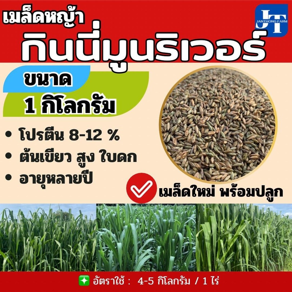 เมล็ดหญ้ากินนี่มูนริเวอร์ 1 กก.#พร้อมปลูกปี 67