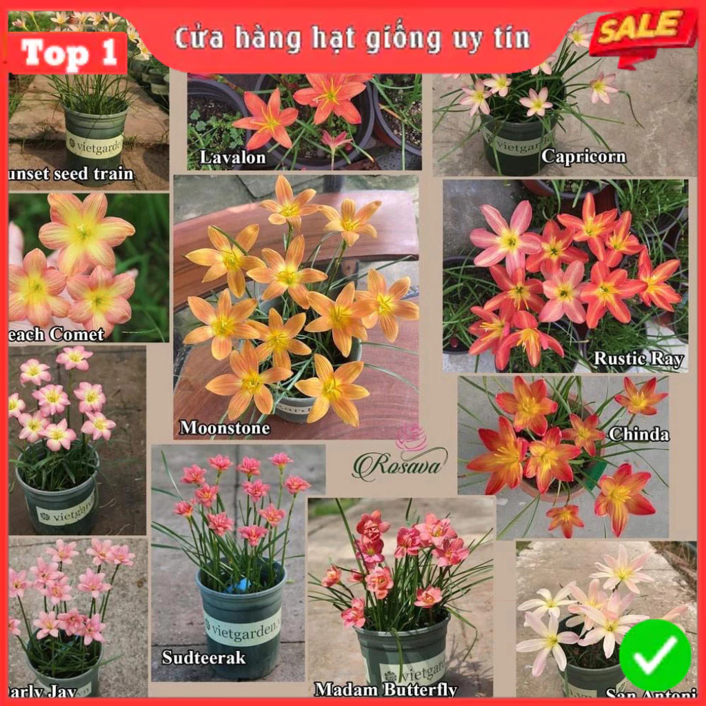 10 หลอดลิลลี่ฝนไทยกลีบคู่ (ดอกทอคไทด์) ผสม 7 สีสวย ปลูกดอกไม้ง่าย ออกดอก 20-25 วัน _มาตรฐานพันธุ์ดี