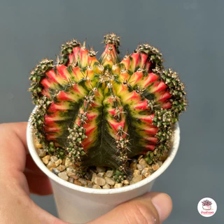 ยิมโนด่าง มัลติคัลเลอร์ ชำหน่อ Gymnocalycium Multicolor แคคตัส กระบองเพชร cactus&succulent