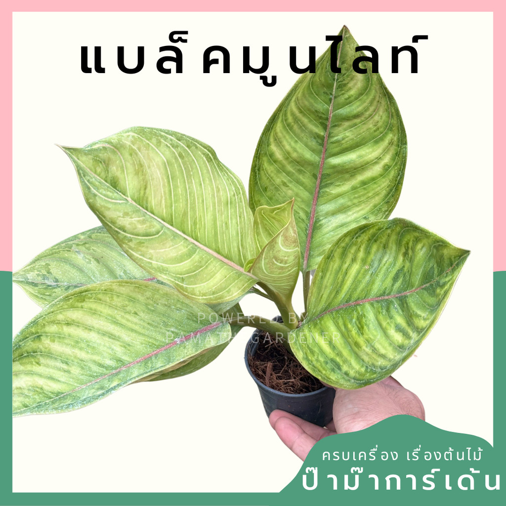 มุมมอง 2