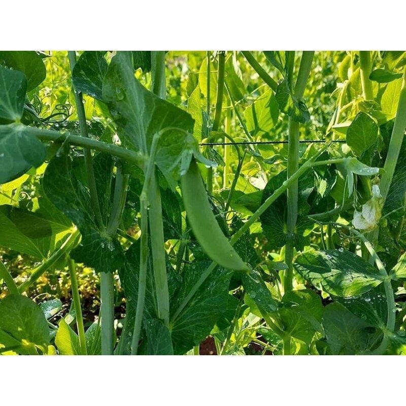 ถั่วลันเตาหวาน เมล็ดพันธุ์ 9-20 เมล็ด มีคู่มือปลูก ทนร้อนพอสมควร ปลูกได้หลายฤดูกาล เก็บเกี่ยว 60–70 วัน (10แถม1) - รูปที่ 5