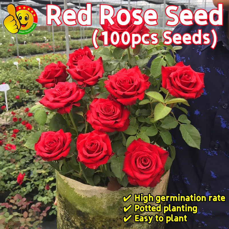 ปลูกง่าย ปลูกได้ทั่วไทย 100เมล็ด เมล็ดพันธุ์ กุหลาบเลื้อย กุหลาบ สีแดง Fragrant Red Rose Seeds เมล็ด