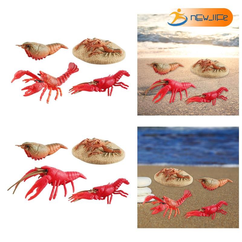 [Shiwaki5] Life Cycle Growth Cycle Science Toy 4 Stage Playset Lobster Life Cycle