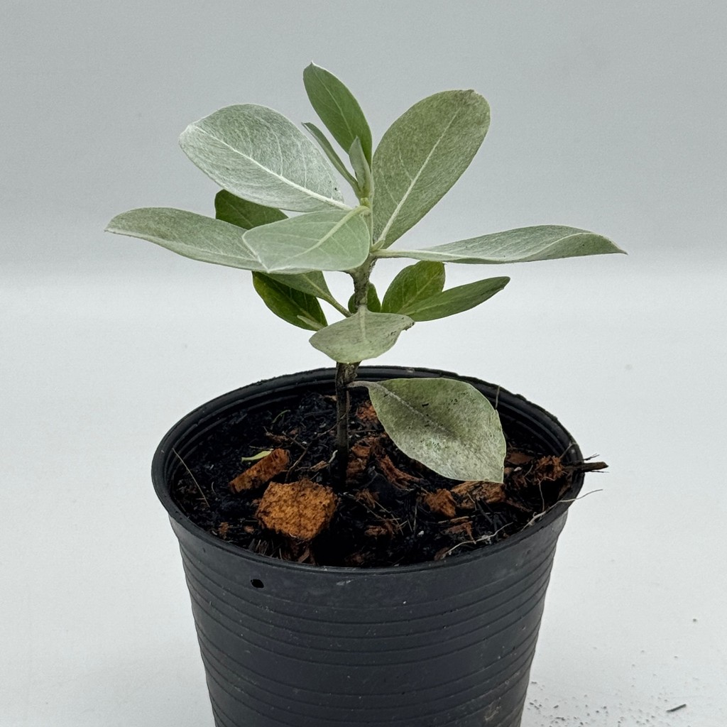 มุมมอง 7