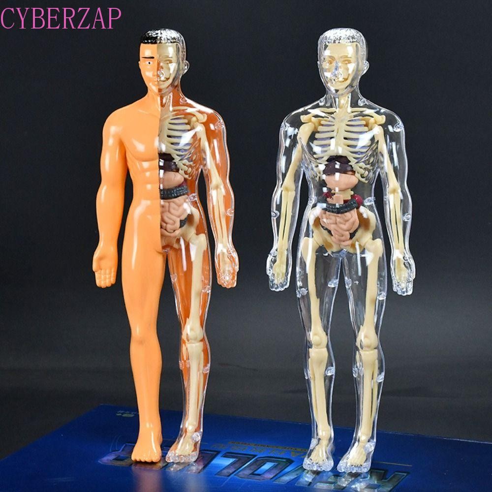Cyberzap วิทยาศาสตร์ความรู้ความเข้าใจปริศนาของเล่น,พลาสติก DIY Mannequin 3d ลําตัวมนุษย์รุ่น,ออร์แกนประกอบรุ่น Montessori โปร่งใสการศึกษาของเล่นเด็กโครงกระดูกรุ่น Early Learning