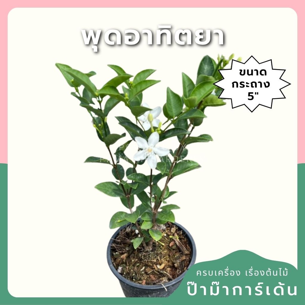 มุมมอง 4