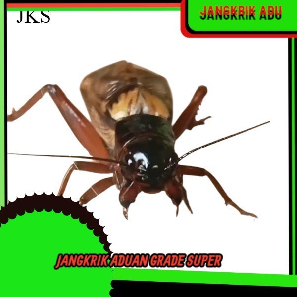 ขนาดใหญ่ GARUT CRICKETS JKK LIVE CRICKETS WITH CAGES / FIGHTING CRICKETS / CRICKETS / RICE FIELD CRI