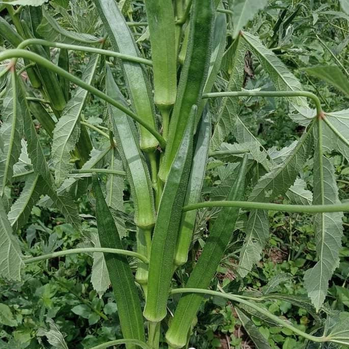 กระเจี๊ยบเขียว เมล็ดพันธ 40-100 เมล็ด มีคู่มือปลูก ทนร้อน ทนแล้ง ปลูกได้ทุกฤดูกาล ผลผลิตสูง เก็บขายไ