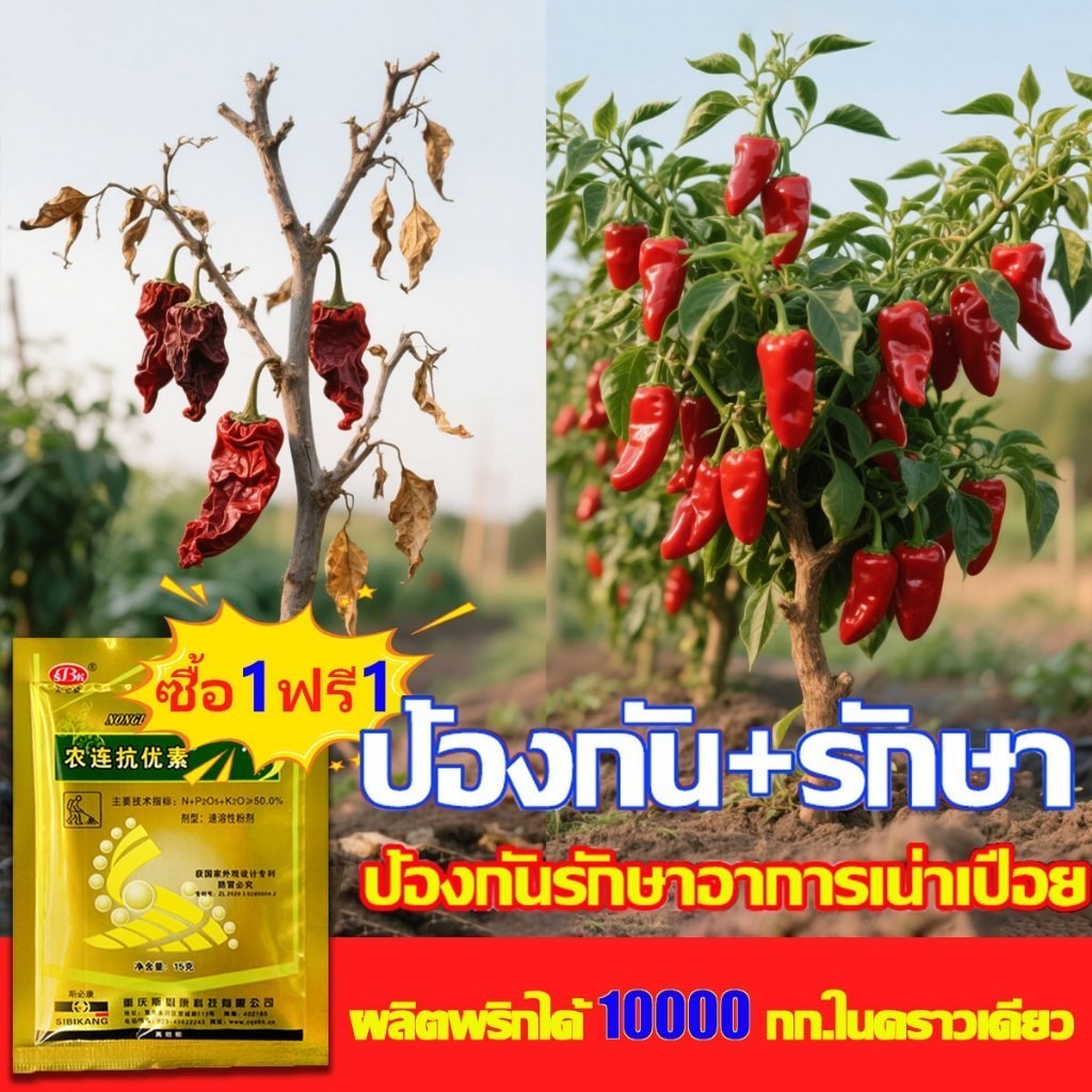🌶️ซื้อ 1 แถม 1 🌶️วัคซีนพืชป้องกันโรคพริกเน่า โรคกุ้งแห้ง ผลเน่า โคนเน่า ใบหยิก ใบเหลือง โรคพริก เชื้อรา เชื่อไวรัส