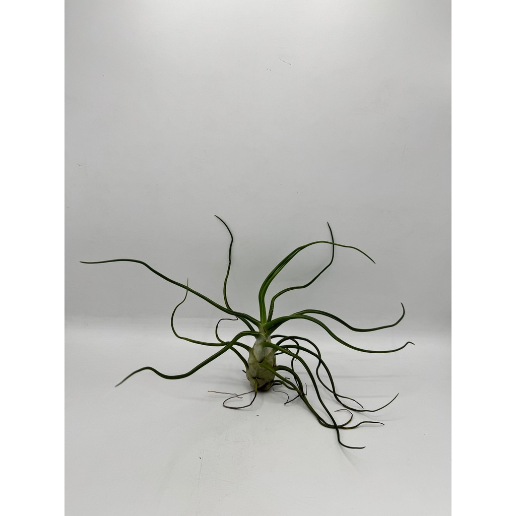 มุมมอง 5