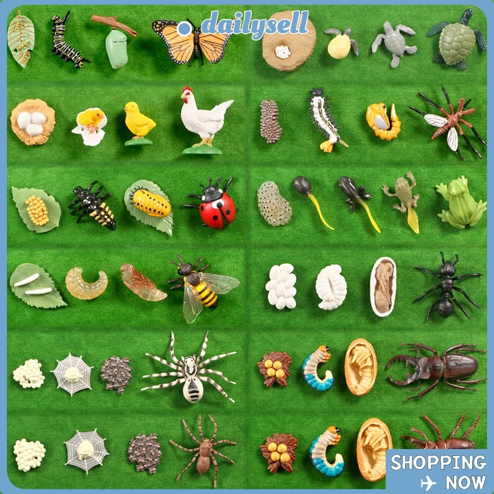 Daily Animals Growth Cycle Butterfly Life Cycle Early Education Figurine